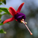 Flower Fuschia